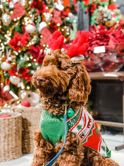 Honden  gebreide Kersttrui Merry Christmas