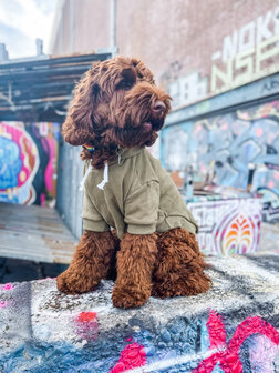 Uitverkoop optie ijzer Dogs&Co Honden Sweater - Hoodie voor honden Army Green - Dogs & Co