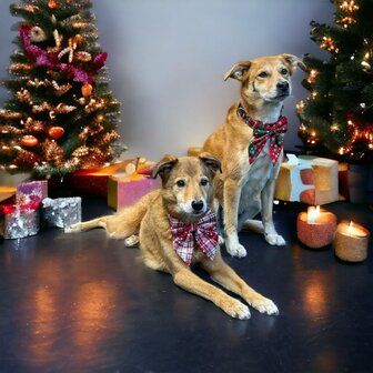 Kerst Hondenhalsband  met grote strik rood/wit