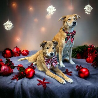 Kerst Hondenhalsband  met grote strik rood/groen