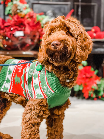 Honden  gebreide Kersttrui Merry Christmas