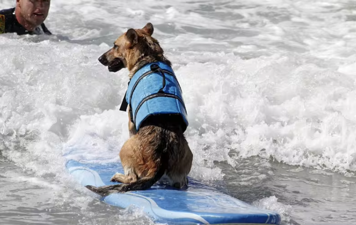 Zwemvest voor honden  Blauw POOTJE