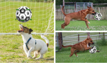 Honden Speelgoed Bal Voetbal Extra Sterk Met Handvaten  - 15 cm 