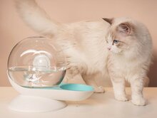 Waterbak SLAK voor honden en katten