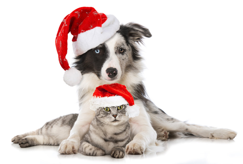 nauwelijks openbaring Samengroeiing Kerstmis - Dogs & Co